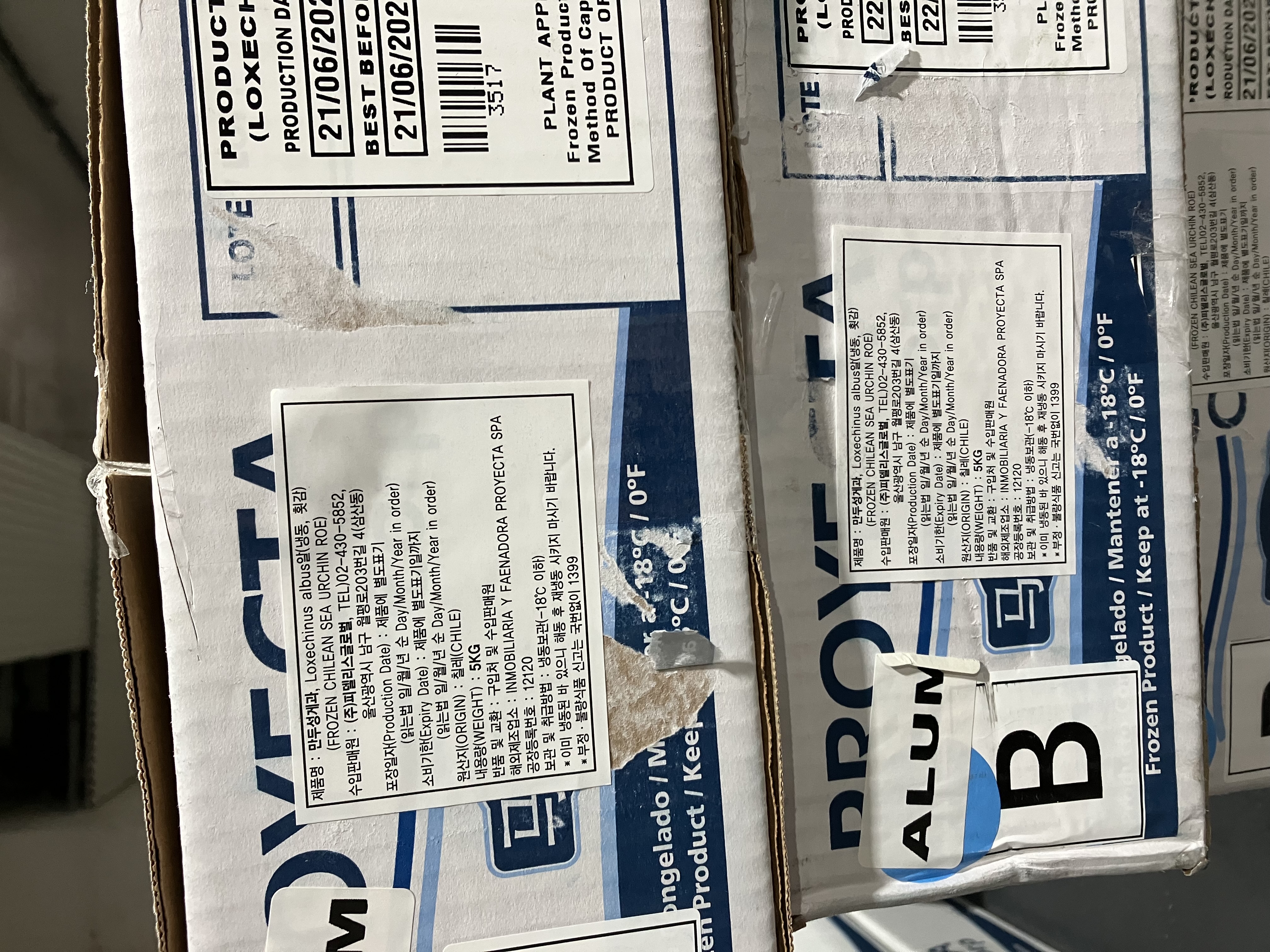 성게알 > B 11