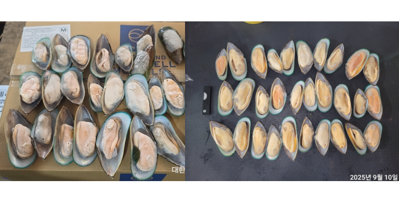 그린홍합 > 반탈각 > M 30/45 미/KG 1
