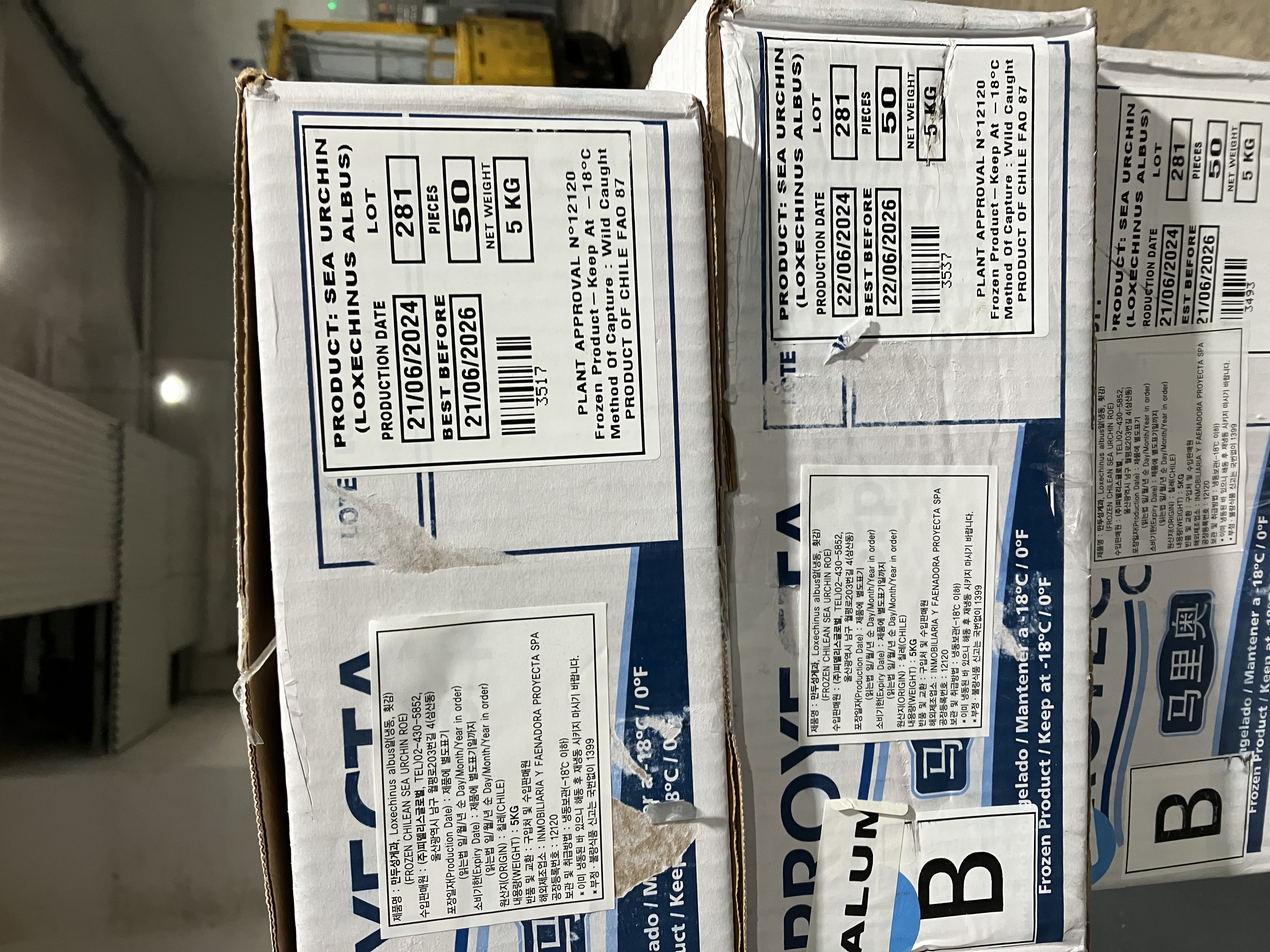 성게알 > B 12