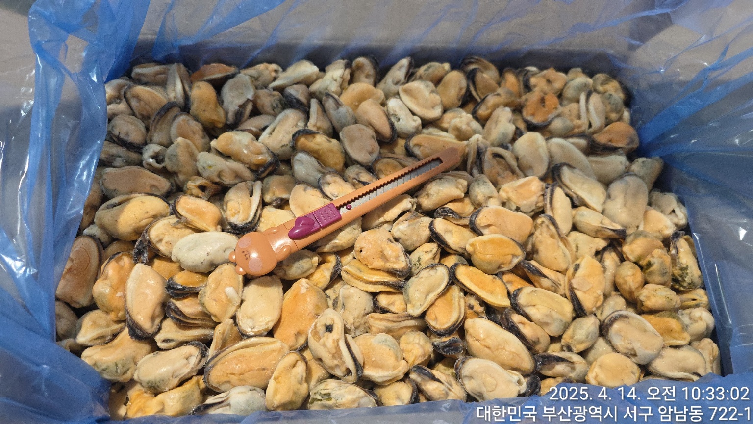 홍합 > 홍합살 > 100/200 미/KG 1