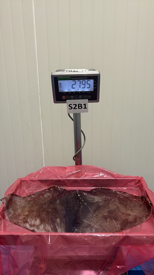 무라 > 귀 > 1KG UP 10