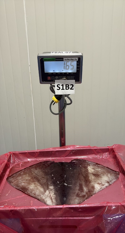무라 > 귀 > 1KG UP 25