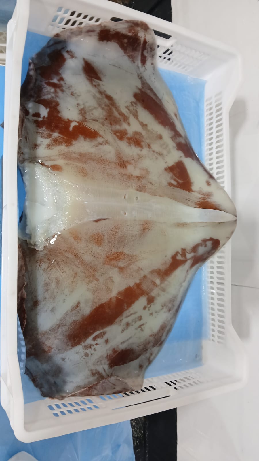 무라 > 귀 > 1KG UP 11