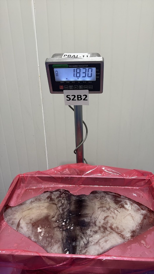 무라 > 귀 > 1KG UP 2