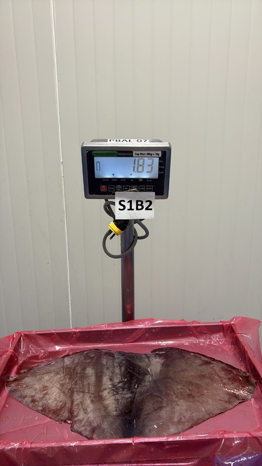 무라 > 귀 > 1KG UP 29