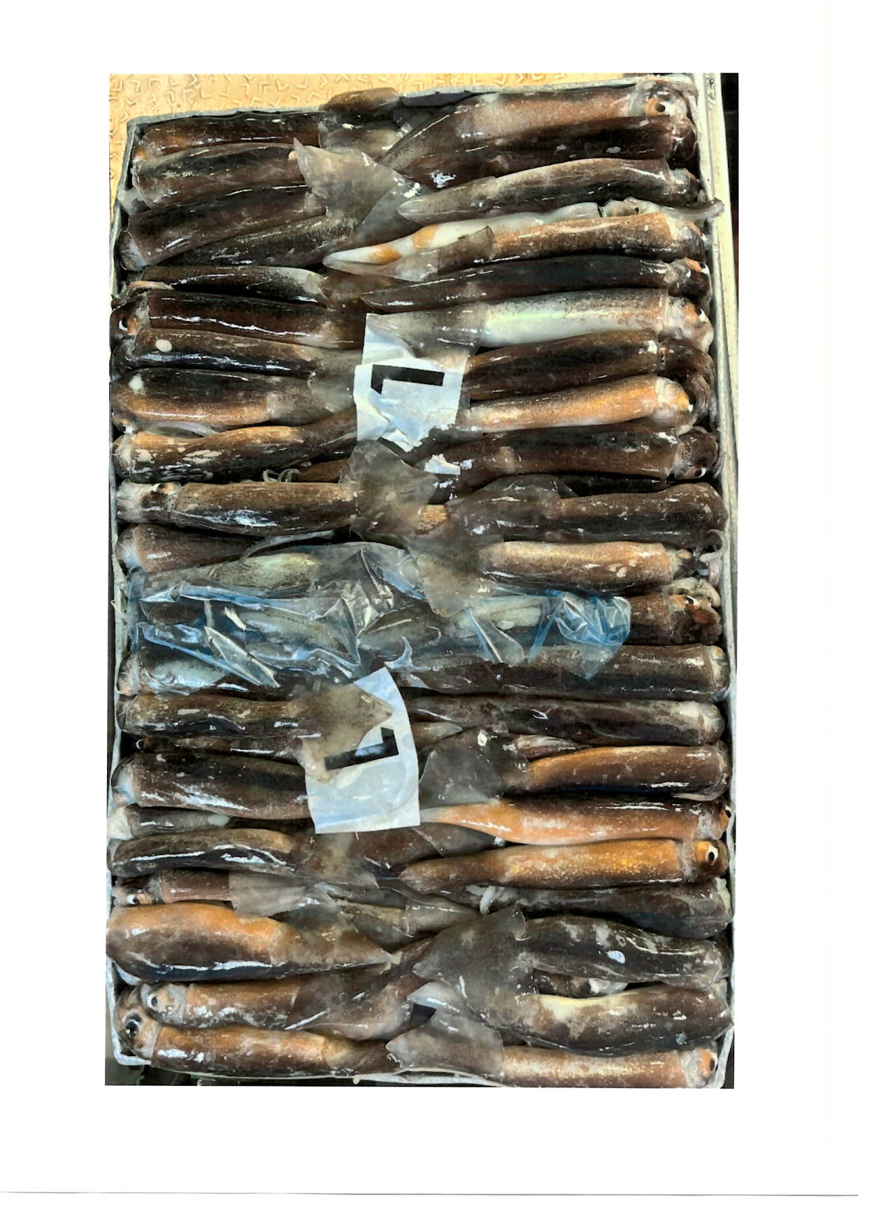 일렉스오징어 > 라운드 > S 18-22CM 2