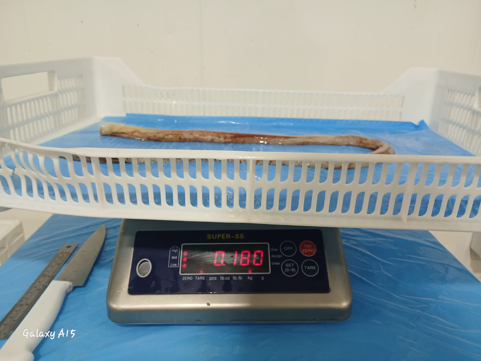 무라 > 장족 > 60CM UP 5