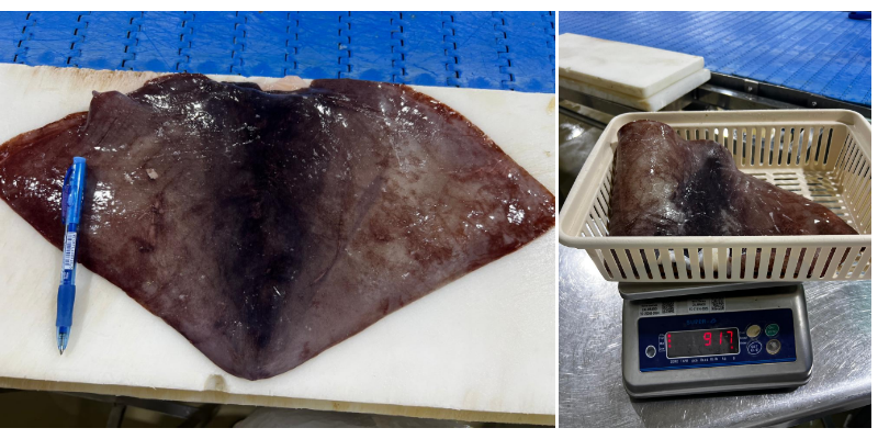무라 > 귀 > 500/1000G 1