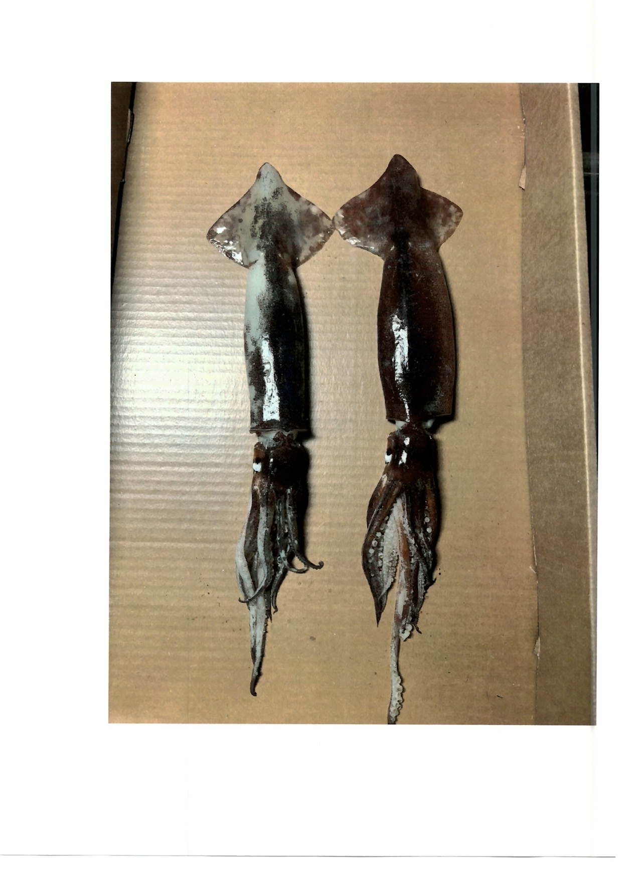 일렉스오징어 > 라운드 > S 18-22CM 5