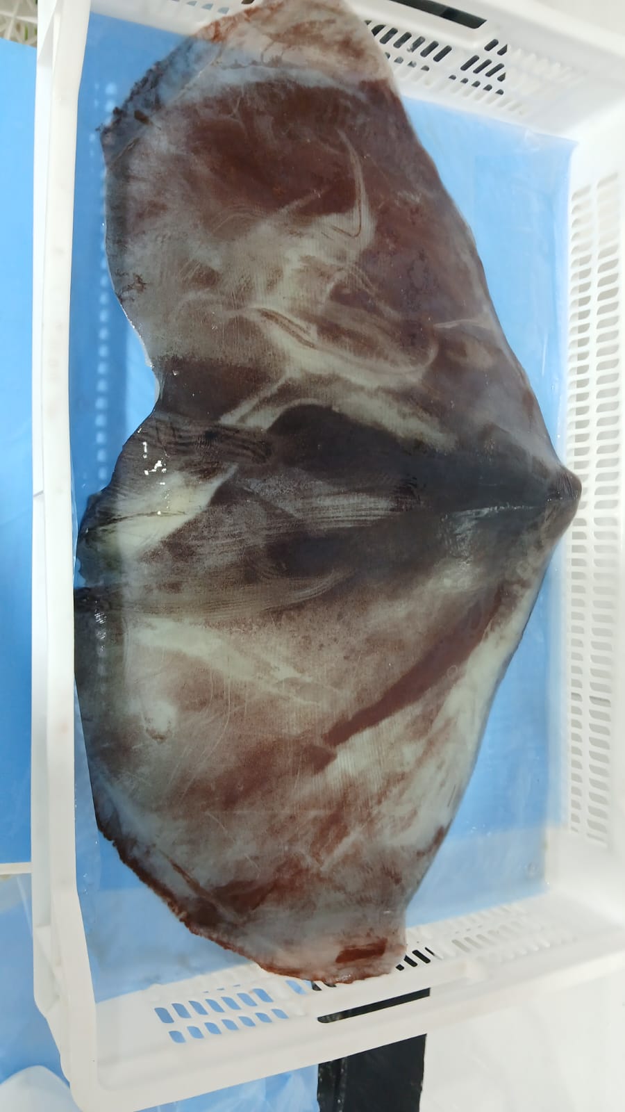 무라 > 귀 > 1KG UP 9