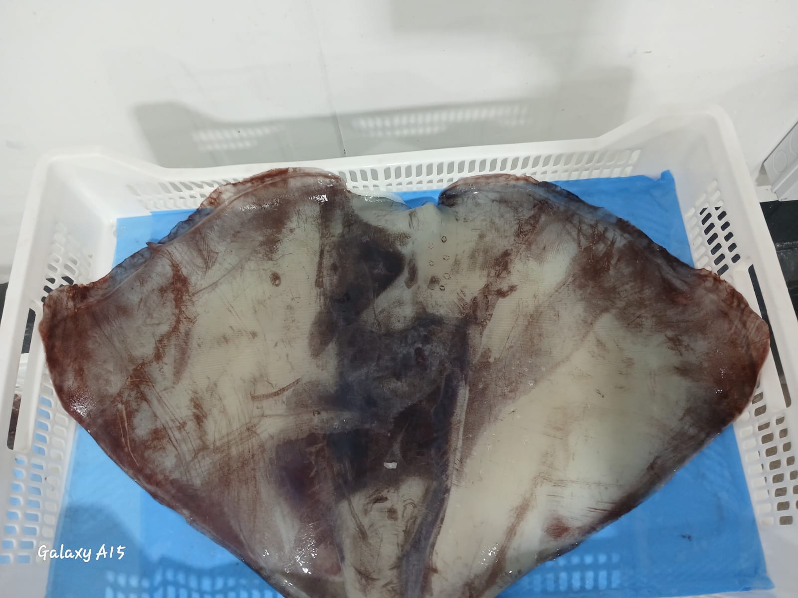 무라 > 귀 > 1KG UP 15