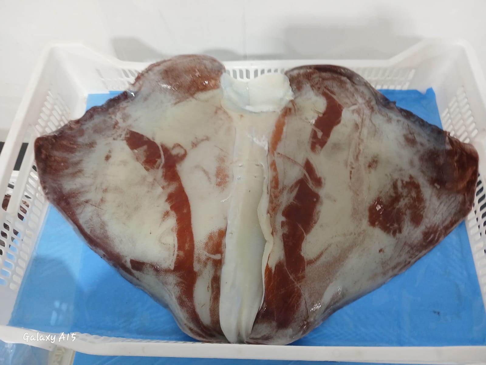 무라 > 귀 > 1KG UP 16