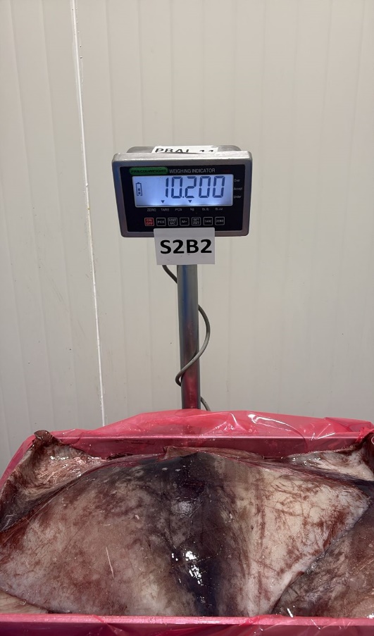 무라 > 귀 > 1KG UP 32