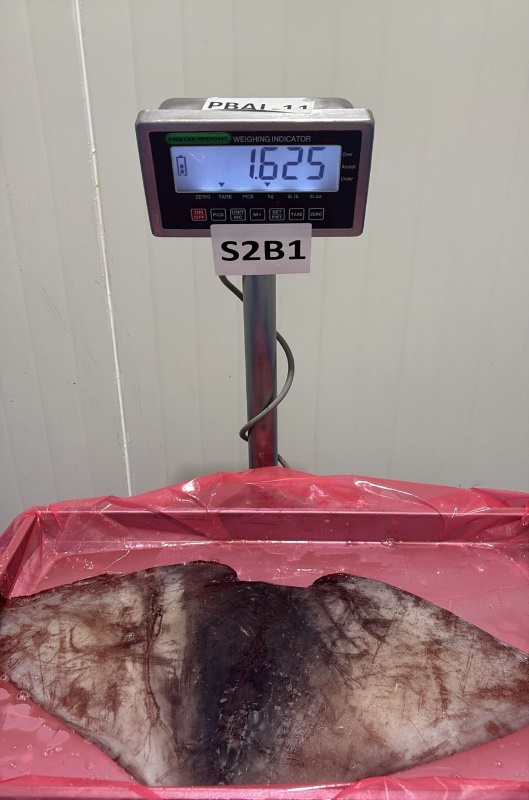 무라 > 귀 > 1KG UP 5