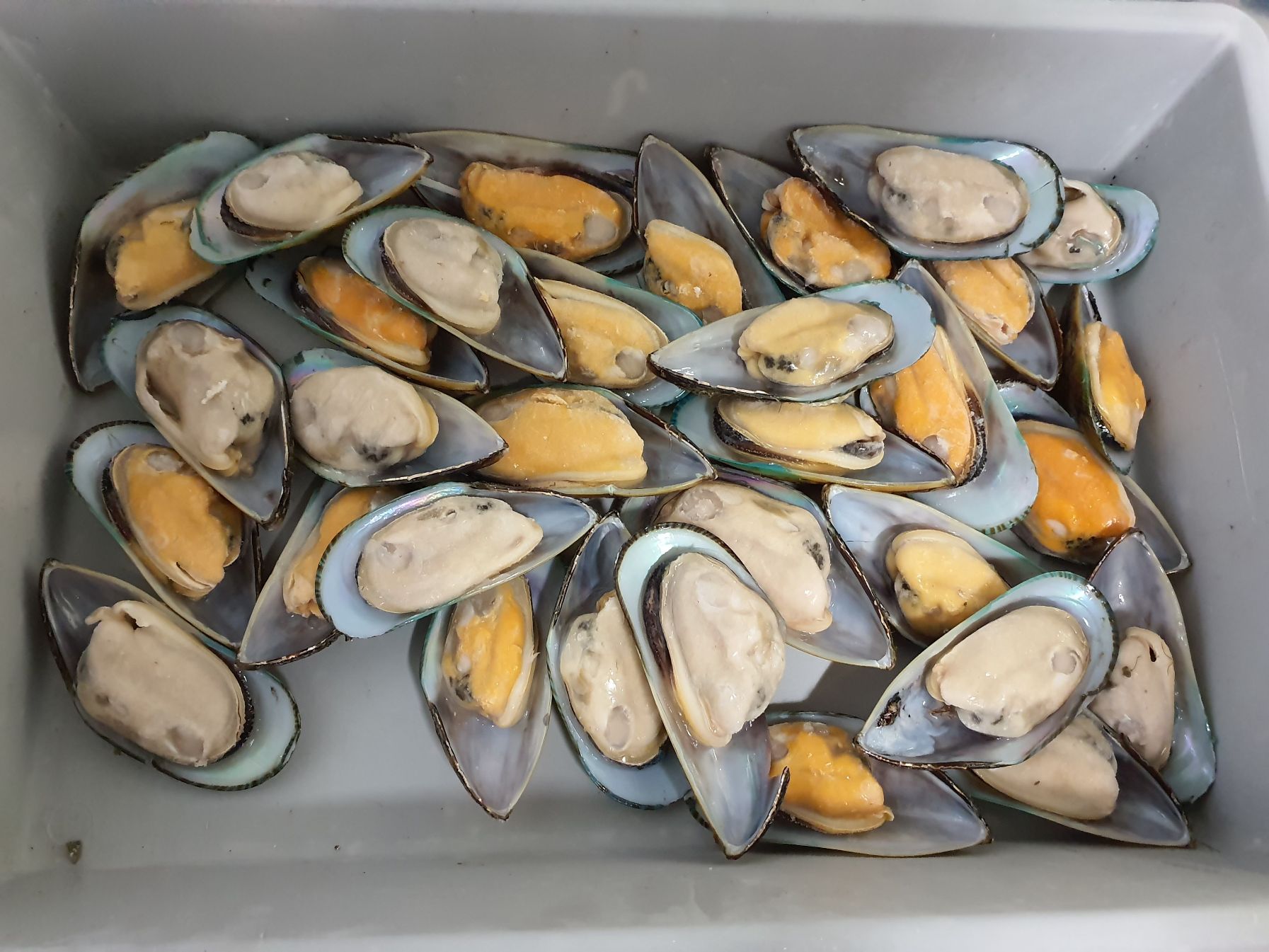 그린홍합 > 반탈각 > M 30/45 미/KG 3