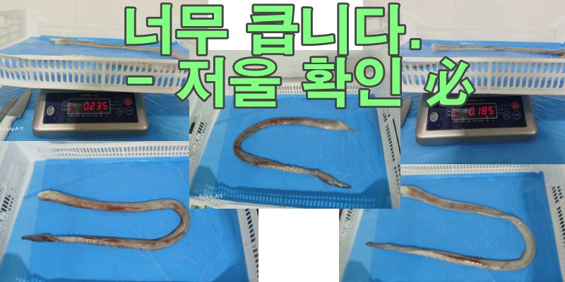 무라 > 장족 > 60CM UP 1