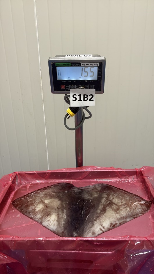 무라 > 귀 > 1KG UP 27