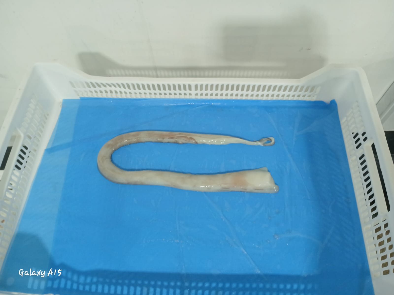 무라 > 장족 > 60CM UP 9