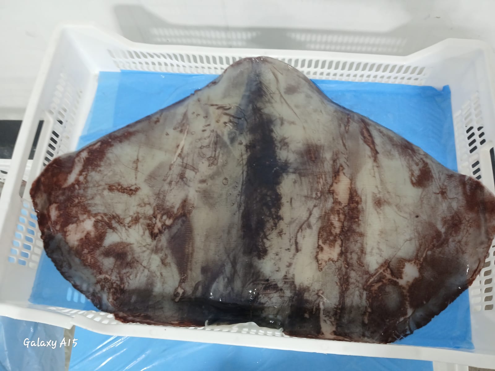 무라 > 귀 > 1KG UP 12