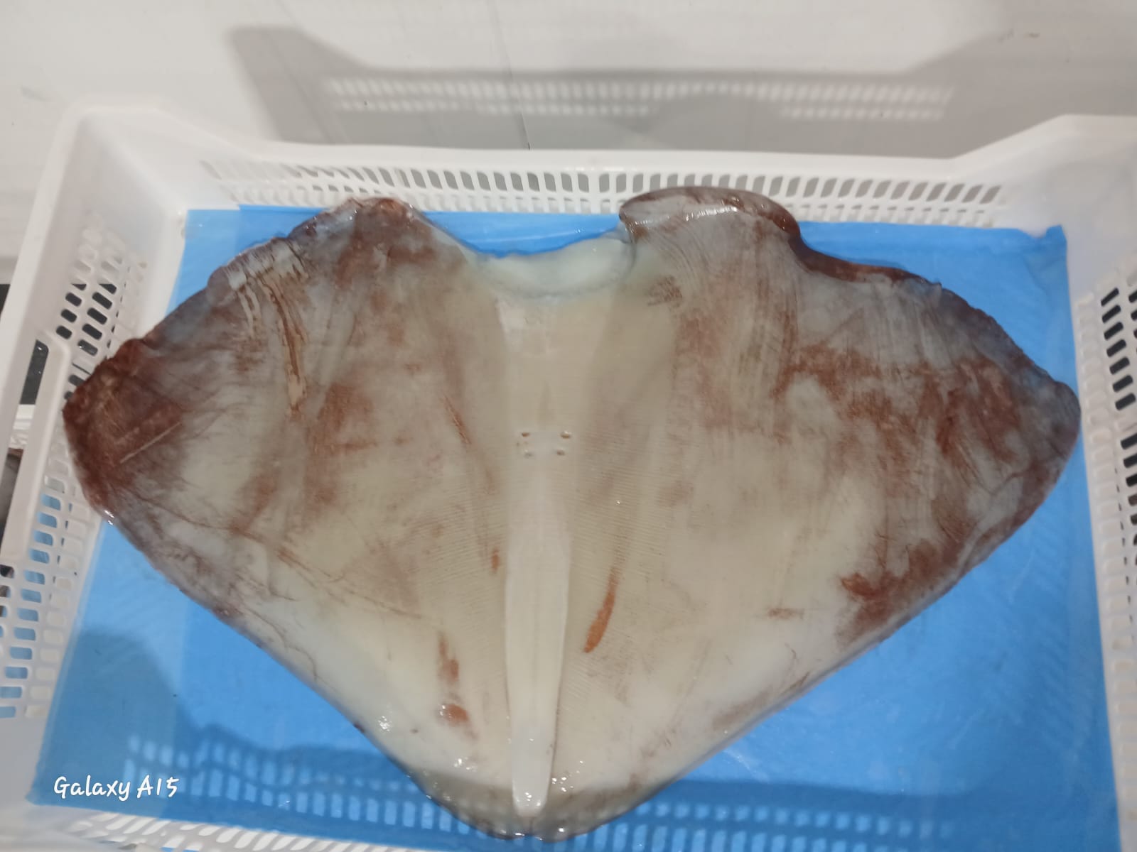 무라 > 귀 > 1KG UP 9
