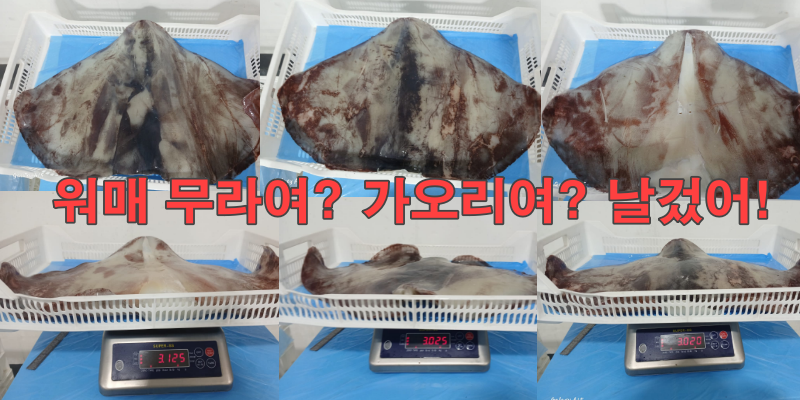 무라 > 귀 > 1KG UP 1