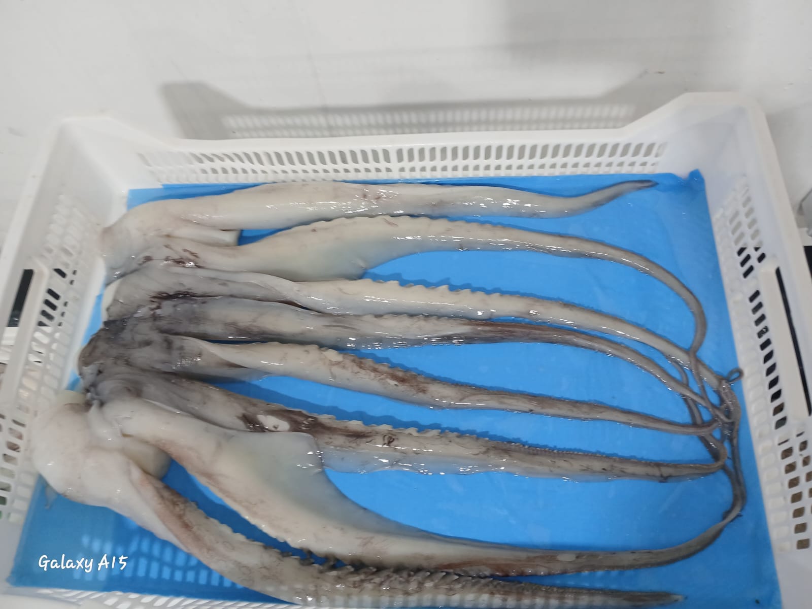 무라 > 단족 > 팔족 1KG UP 14