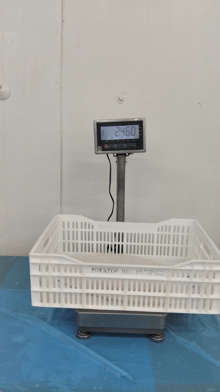 무라 > 몸 > 4KG UP 33