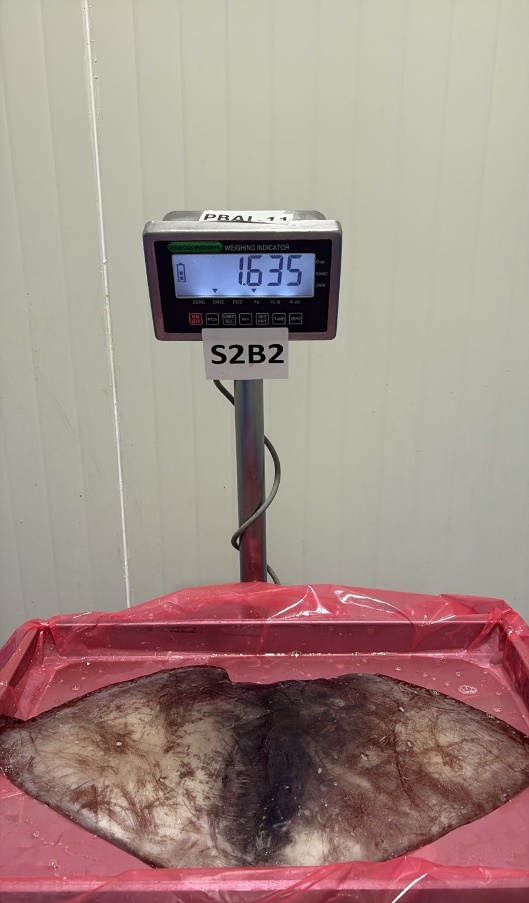 무라 > 귀 > 1KG UP 30
