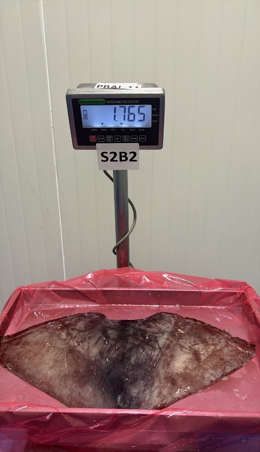 무라 > 귀 > 1KG UP 3