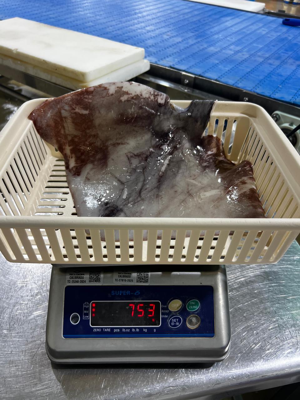 무라 > 귀 > 500/1000G 3