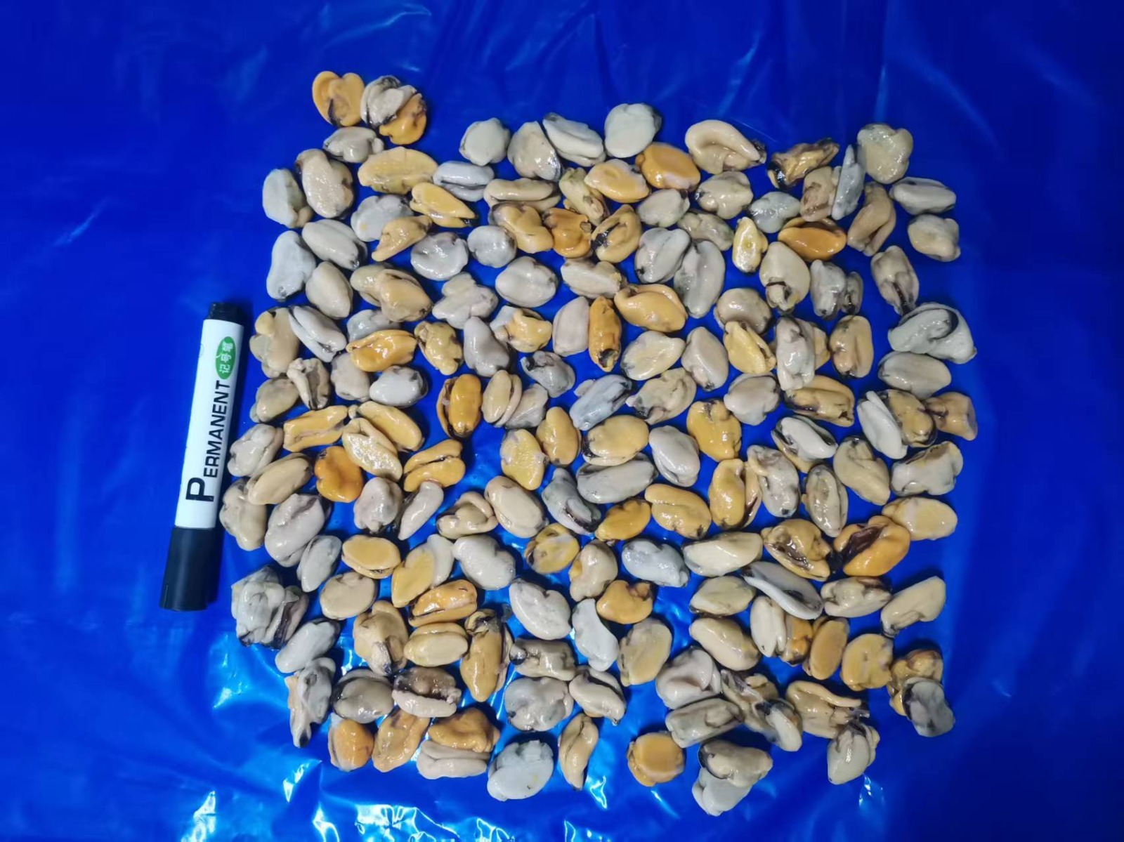 홍합 > 홍합살 > 300/500 미/KG 3