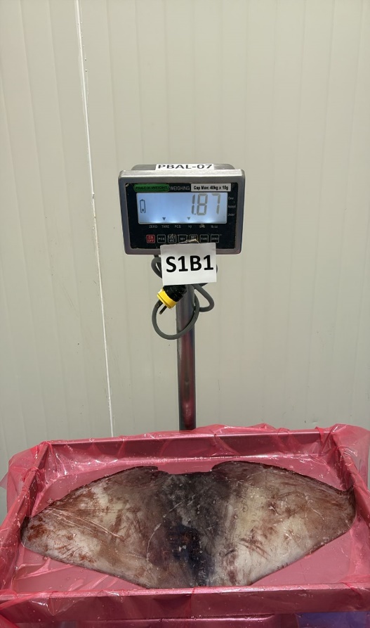 무라 > 귀 > 1KG UP 22