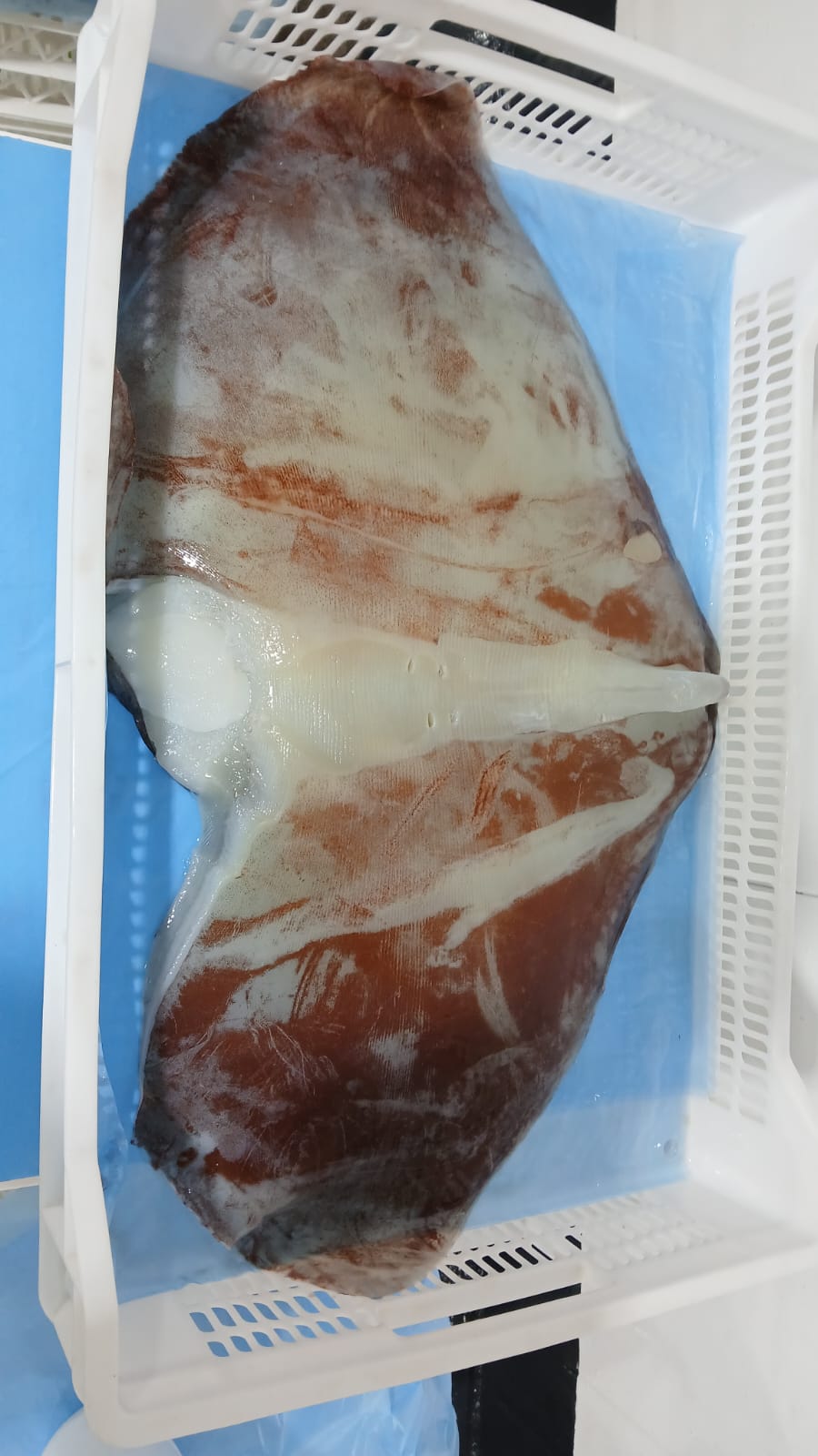 무라 > 귀 > 1KG UP 15