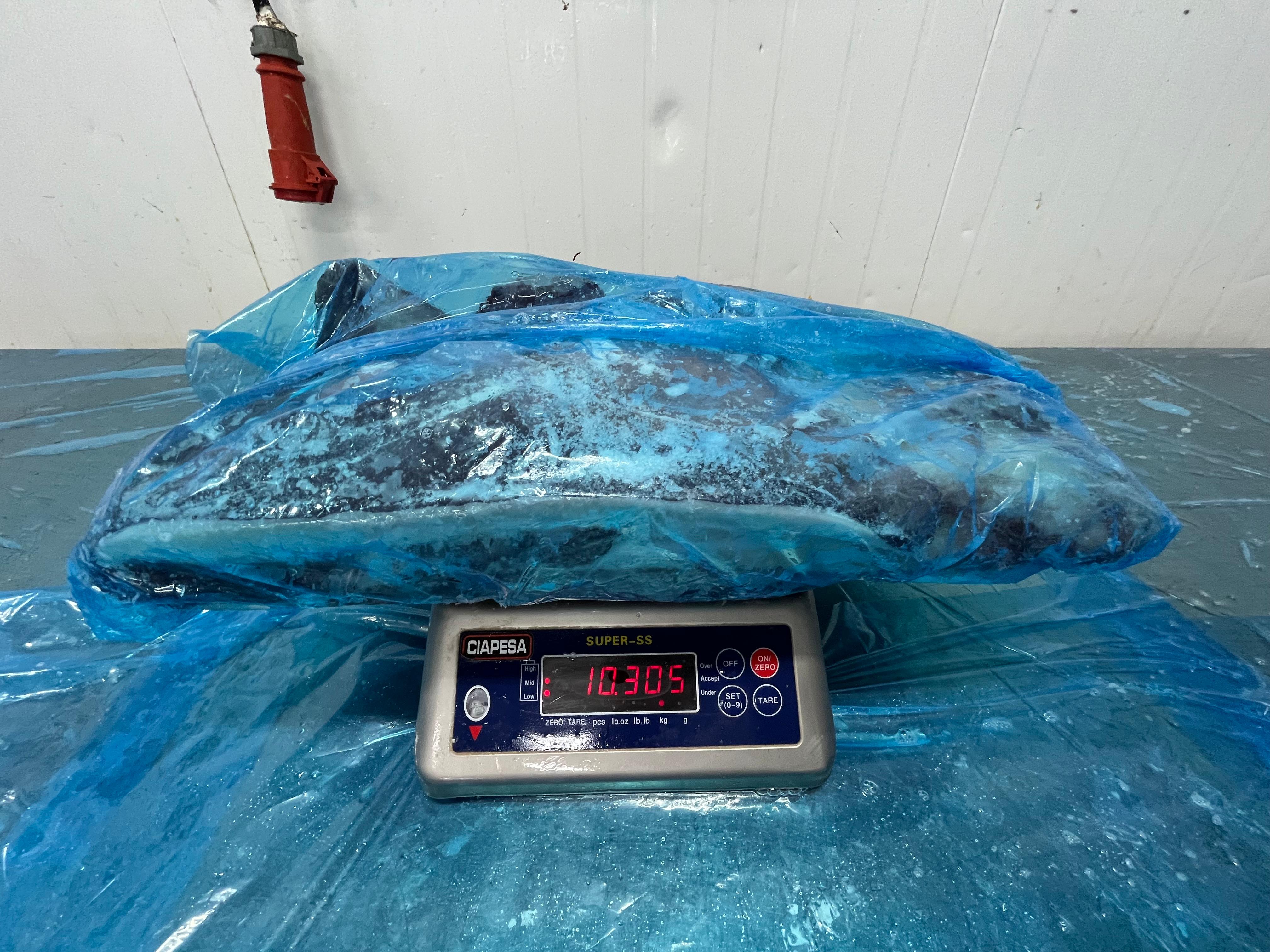 무라 > 귀 > 1KG UP 17