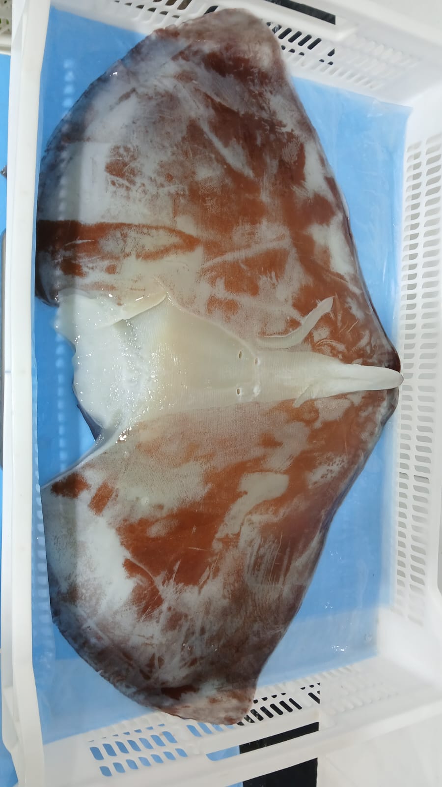 무라 > 귀 > 1KG UP 3