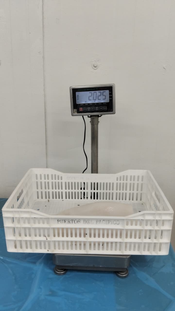 무라 > 몸 > 4KG UP 16