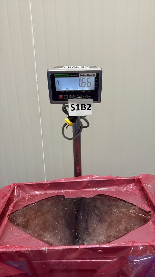 무라 > 귀 > 1KG UP 26