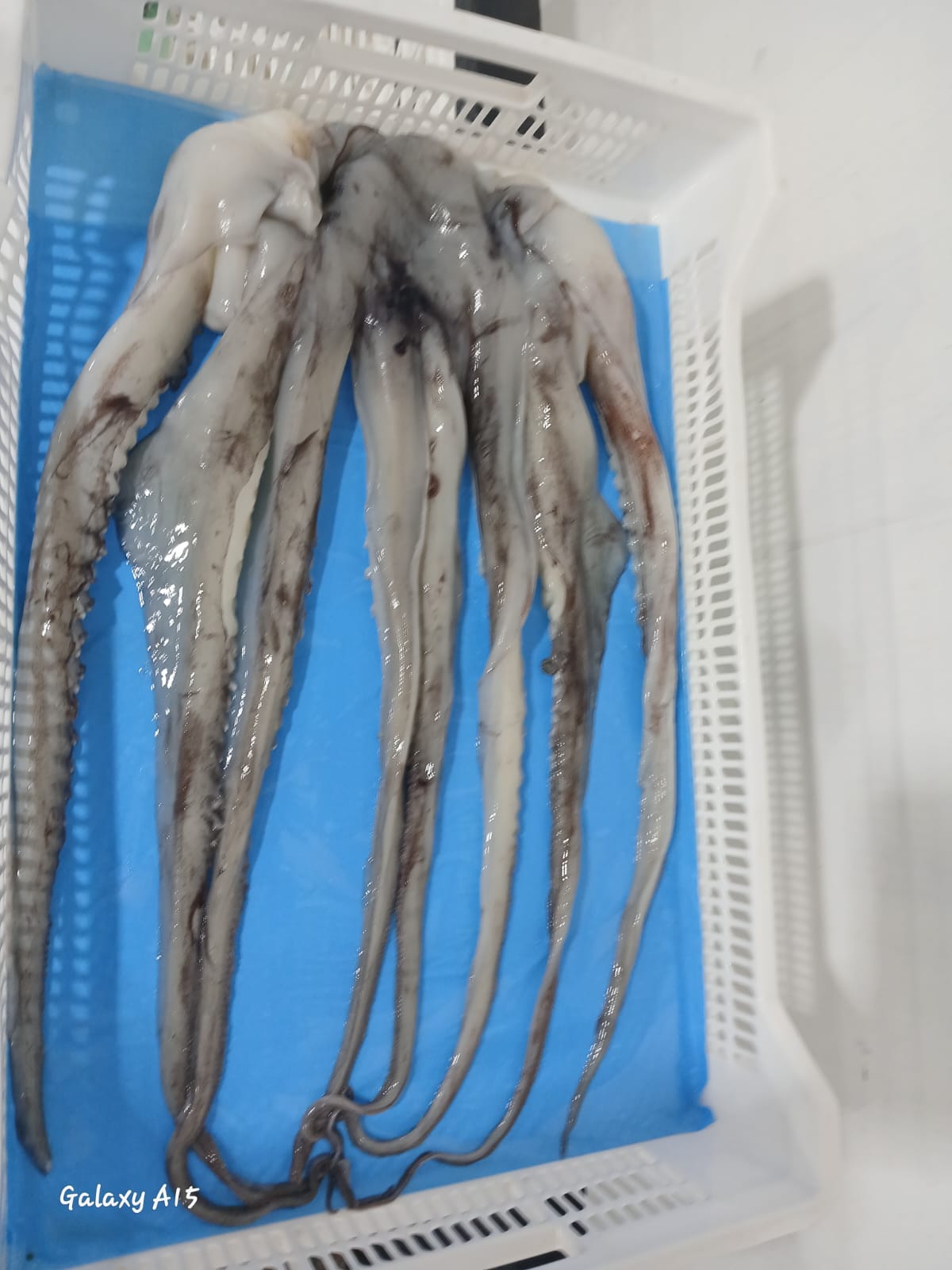 무라 > 단족 > 팔족 1KG UP 9