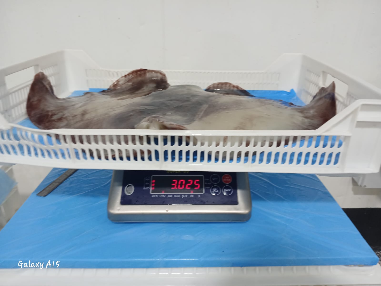 무라 > 귀 > 1KG UP 6