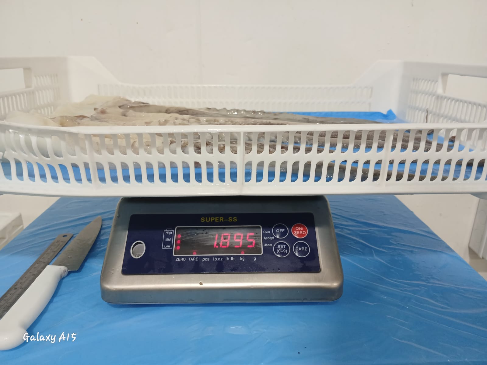 무라 > 단족 > 팔족 1KG UP 7