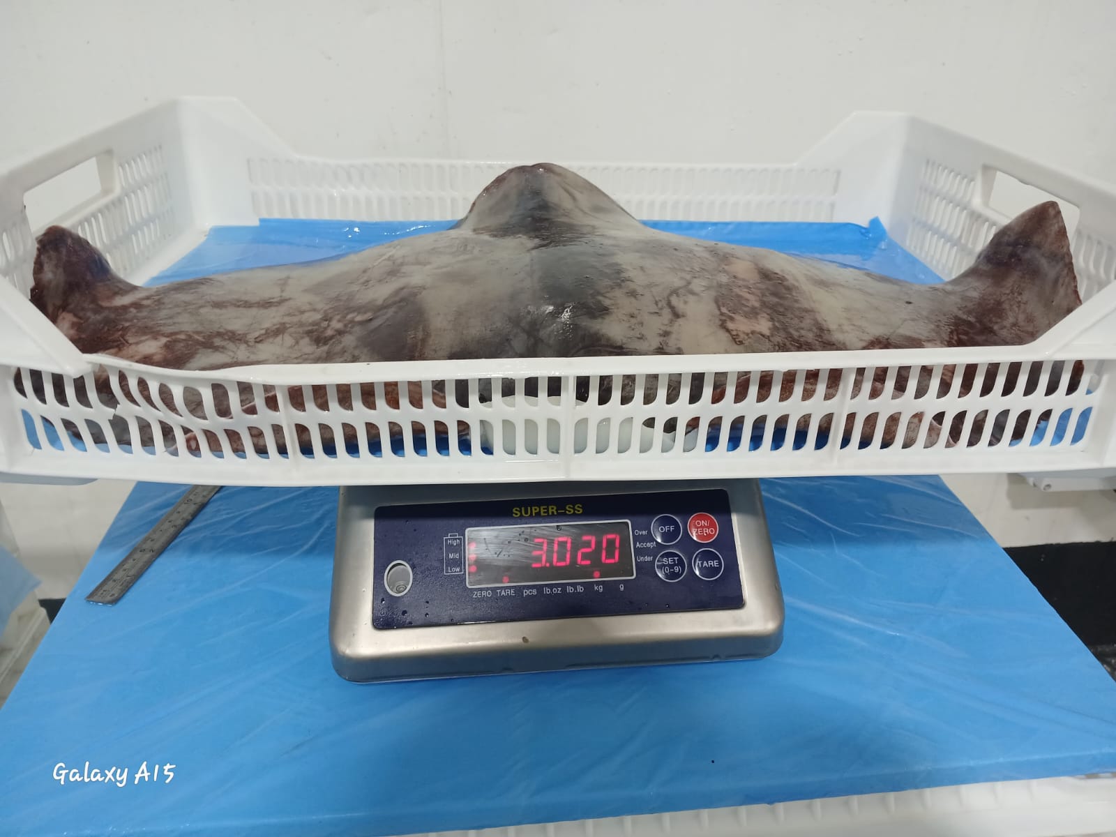 무라 > 귀 > 1KG UP 5