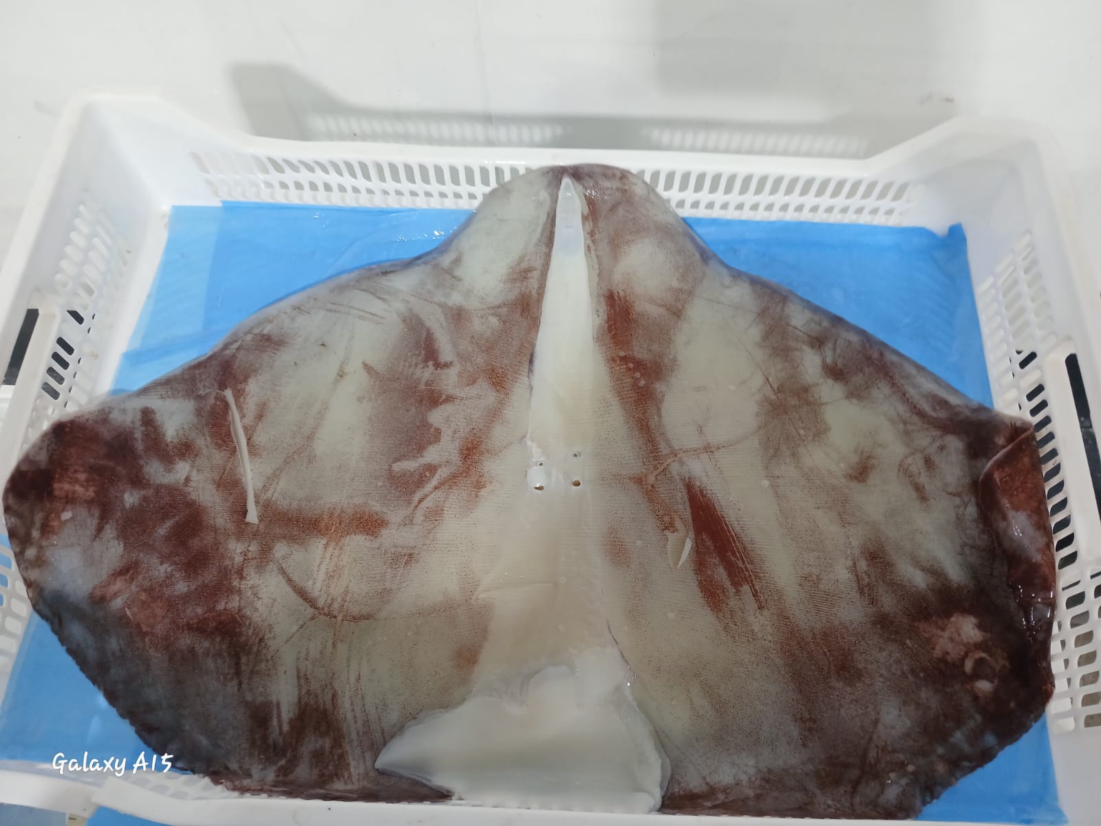 무라 > 귀 > 1KG UP 7