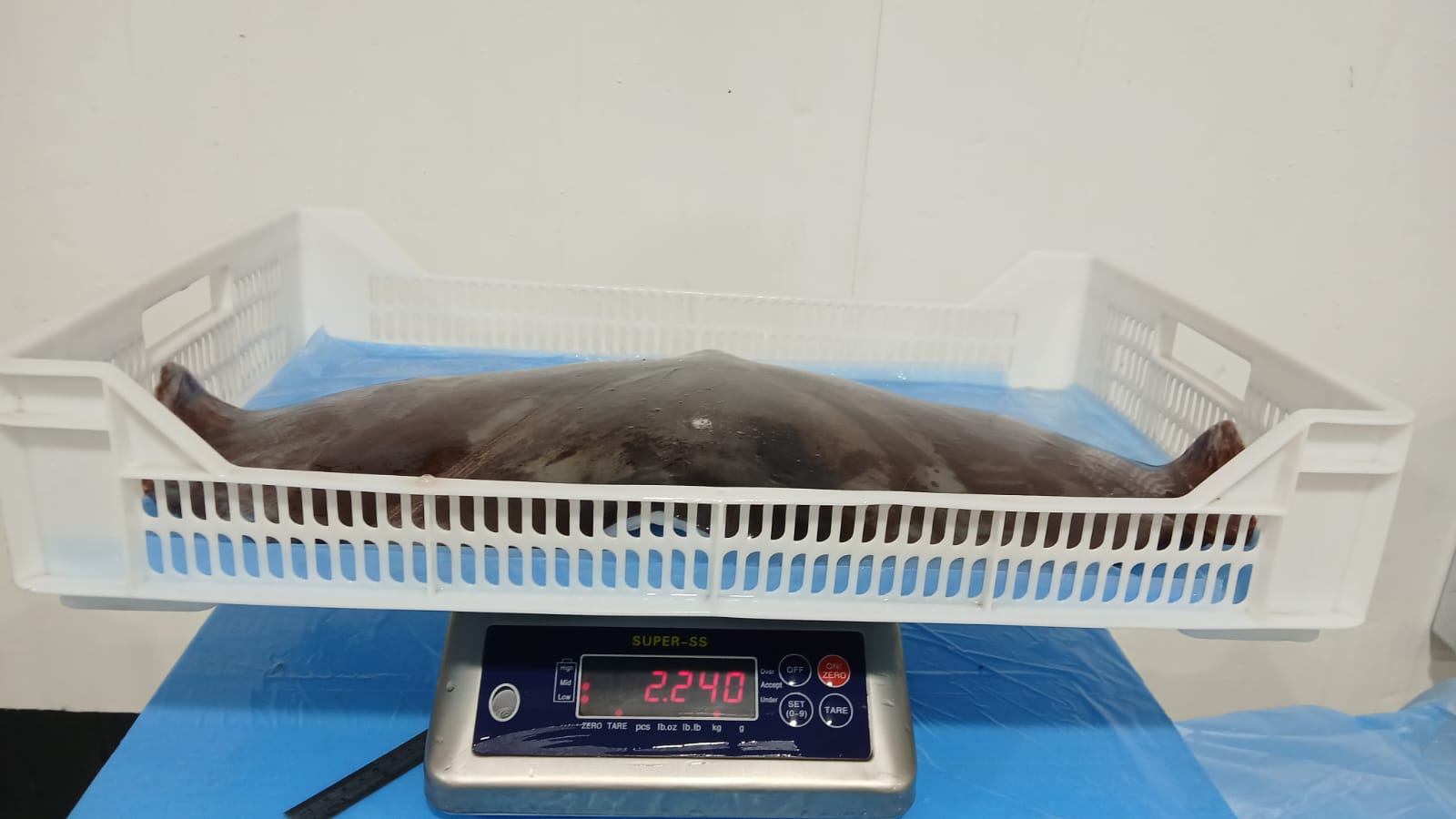 무라 > 귀 > 1KG UP 10