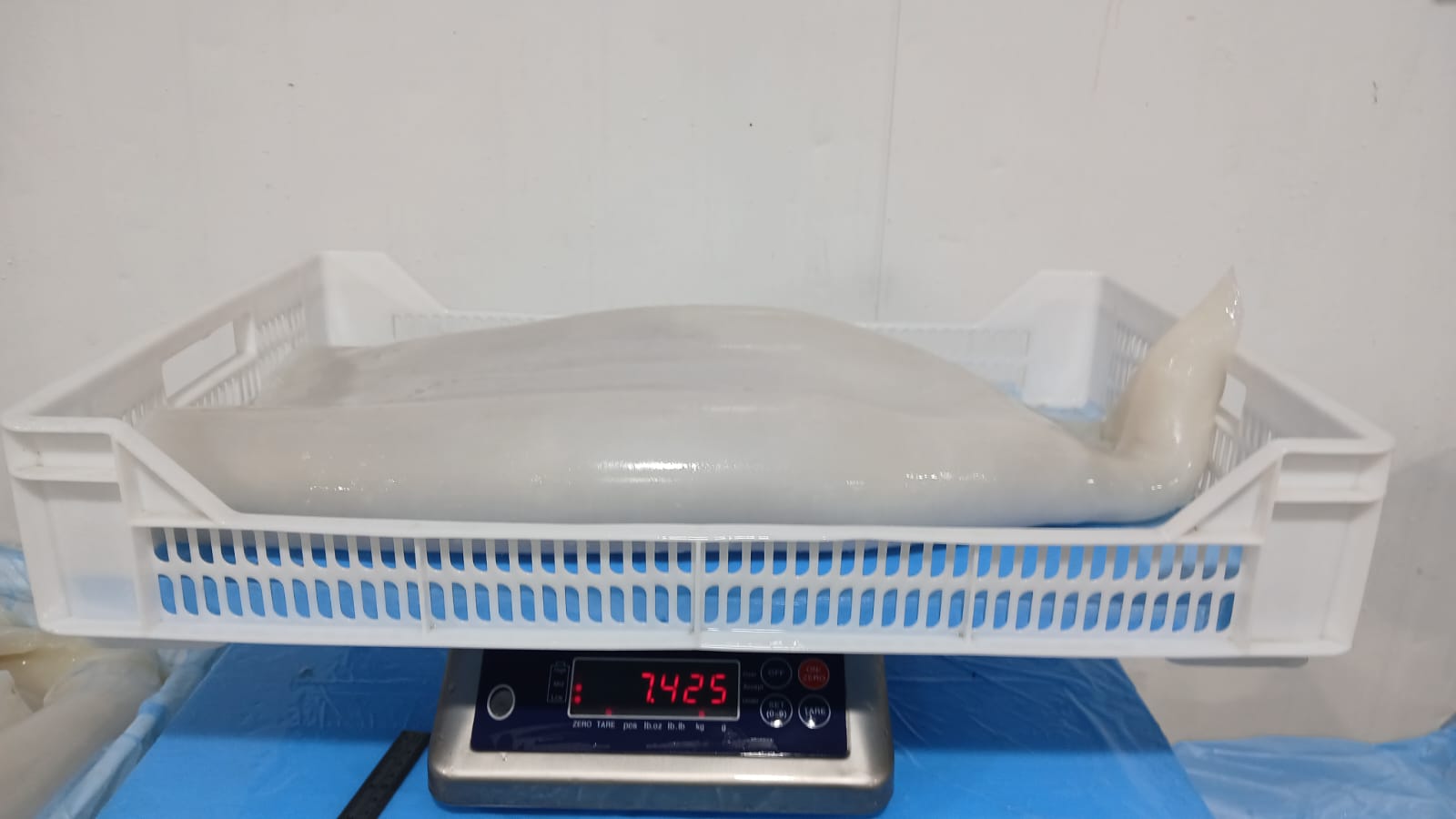 무라 > 몸 > 3KG UP 9