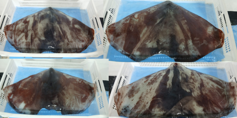 무라 > 귀 > 1KG UP 1