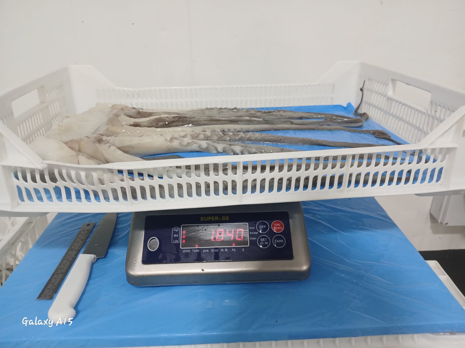 무라 > 단족 > 팔족 1KG UP 10