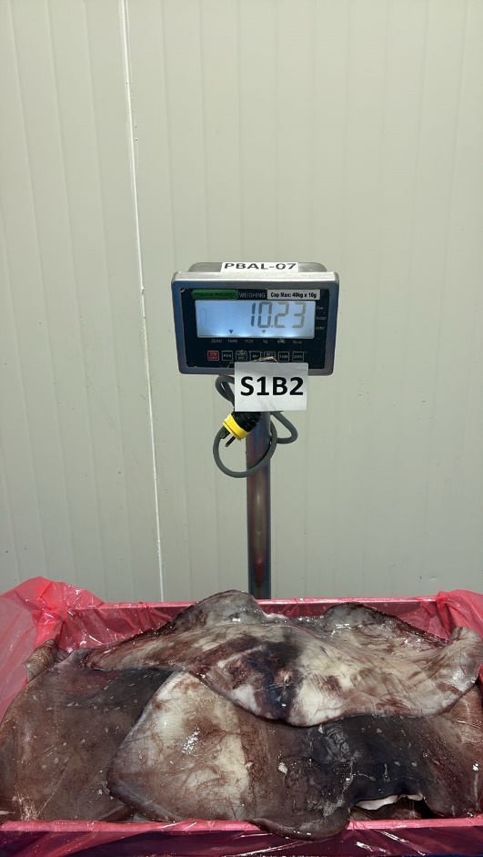 무라 > 귀 > 1KG UP 24