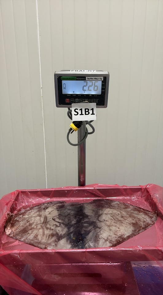 무라 > 귀 > 1KG UP 21