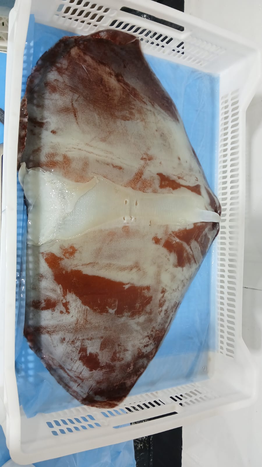 무라 > 귀 > 1KG UP 7