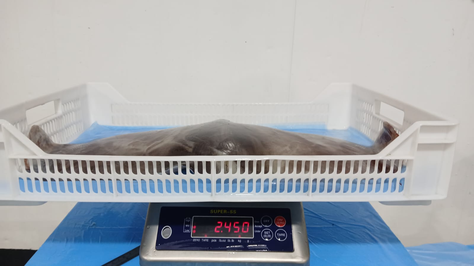 무라 > 귀 > 1KG UP 6